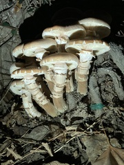 Armillaria mellea