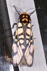 Aglaomorpha plagiata