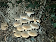 Armillaria mellea