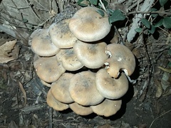 Armillaria mellea