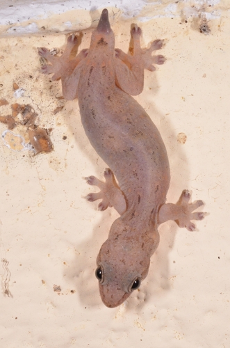 Da Lat Slender Gecko, Hemiphyllodactylus dalatensis