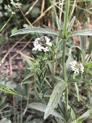 Arabis sagittata