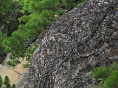 Lasallia pensylvanica