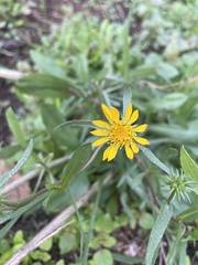 Grindelia