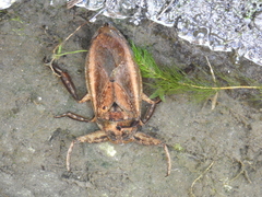 Lethocerus