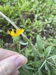 Grindelia