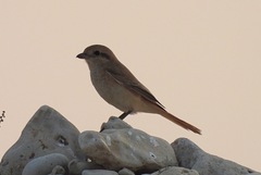 Lanius isabellinus
