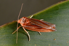 Narangodes