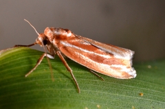 Narangodes