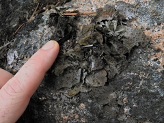 Lasallia pensylvanica