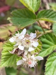 Rubus