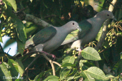 Ducula aenea sylvatica