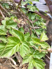 Rubus