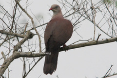 Ducula badia