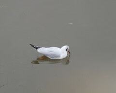 Chroicocephalus ridibundus