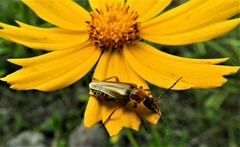 Chauliognathus scriptus