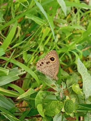 Ypthima baldus baldus