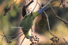Treron apicauda apicauda