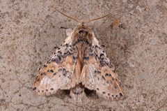 Disparia
