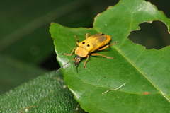 Chauliognathus ignaciosus