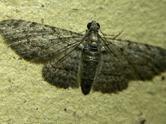 Sigilliclystis insigillata