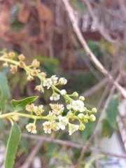 Prunus serotina