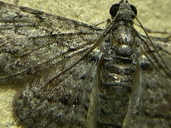 Sigilliclystis insigillata