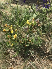 Chamaecytisus triflorus