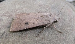 Agrotis vetusta