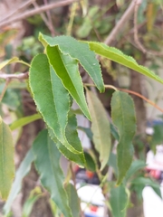 Prunus serotina