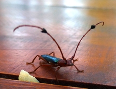 Compsocerus violaceus