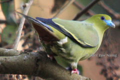 Treron apicauda apicauda