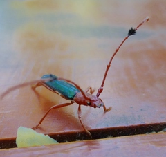 Compsocerus violaceus