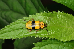 Chauliognathus flavipes