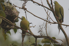 Treron apicauda apicauda