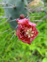 Opuntia elatior