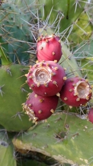 Opuntia elatior