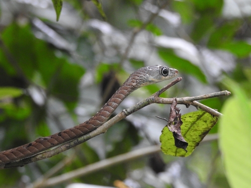 Large-eyed bronzeback