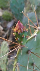 Opuntia elatior
