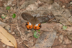 Pierella nereis