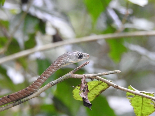Large-eyed bronzeback