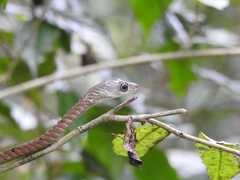 Dendrelaphis grandoculis