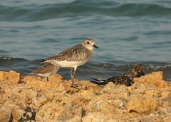 Pluvialis squatarola