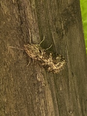 Nomophila distinctalis