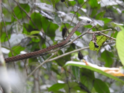Large-eyed bronzeback