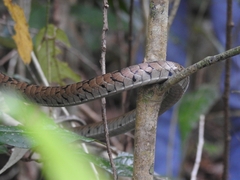 Dendrelaphis grandoculis
