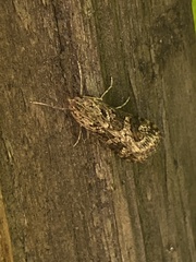 Nomophila distinctalis