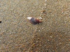 Brachidontes pharaonis