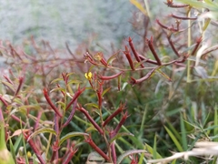 Ludwigia hyssopifolia