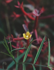 Ludwigia hyssopifolia